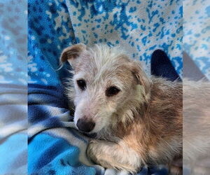 Jack Russell Terrier-Miniature Schnauzer Mix Dogs for adoption in Missouri City, TX, USA