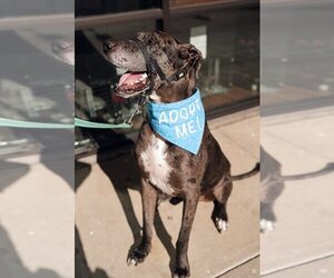Great Dane Dogs for adoption in Bullard, TX, USA