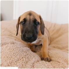 Medium Photo #1 Great Dane-Unknown Mix Puppy For Sale in Eden Prairie, MN, USA