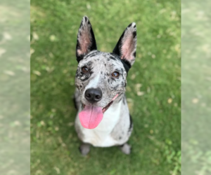 Catahoula Leopard Dog Dogs for adoption in Rowlett, TX, USA
