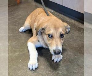 Mutt Dogs for adoption in Rockwall, TX, USA
