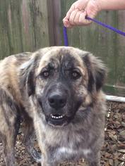 View Ad: Catahoula Leopard Dog-Great Pyrenees Mix Dog for Adoption near Texas, Spring, USA. ADN