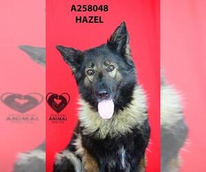 German Shepherd Dog Dogs for adoption in Stockton, CA, USA