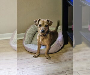 Chiweenie Dogs for adoption in Jackson, NJ, USA