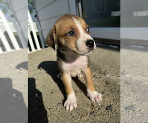Labrador Retriever-Unknown Mix Dogs for adoption in Columbus, IN, USA