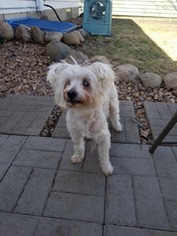 Maltese-Unknown Mix Dogs for adoption in Princeton, MN, USA