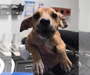 Chihuahua Dogs for adoption in Bakersfield, CA, USA