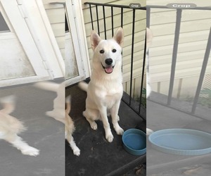 Huskies -Unknown Mix Dogs for adoption in Shreveport, LA, USA