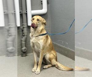 Labrador Retriever-Unknown Mix Dogs for adoption in Las Vegas, NV, USA