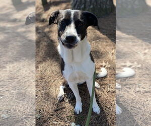 Mutt Dogs for adoption in Virginia Beach, VA, USA