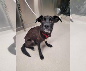 Shepradors Dogs for adoption in Fairbanks, AK, USA