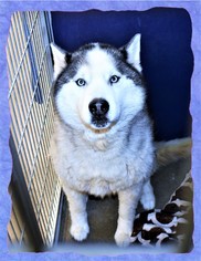 Siberian Husky Dogs for adoption in San Jacinto, CA, USA