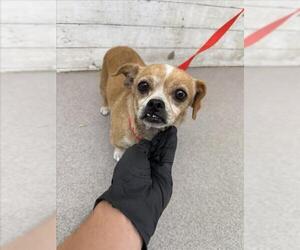 Chihuahua-Unknown Mix Dogs for adoption in San Bernardino, CA, USA
