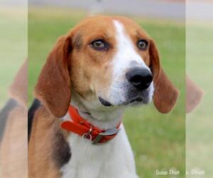 American Foxhound Dogs for adoption in Bedford, VA, USA