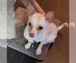 Chiweenie Dogs for adoption in Dahlgren, VA, USA