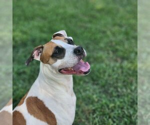 Mutt Dogs for adoption in Marietta, GA, USA