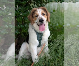 Great Pyrenees-Retriever  Mix Dogs for adoption in Fultonham, NY, USA