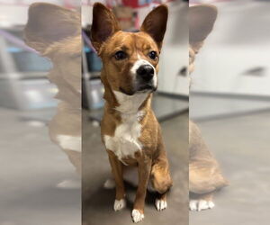 Boxer-Unknown Mix Dogs for adoption in Las Vegas, NM, USA