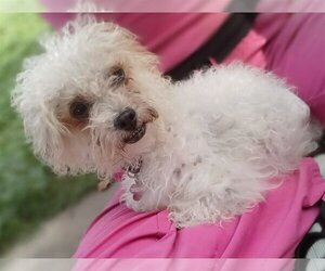 Poodle (Toy) Dogs for adoption in Chico, CA, USA