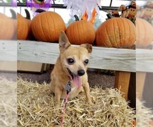 Chihuahua Dogs for adoption in Bellmawr, NJ, USA