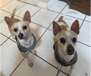 Chihuahua Dogs for adoption in Santa Ana, CA, USA