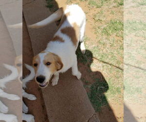 Great Pyrenees-Unknown Mix Dogs for adoption in Grafton, WI, USA