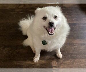 American Eskimo Dog Dogs for adoption in Rootstown, OH, USA