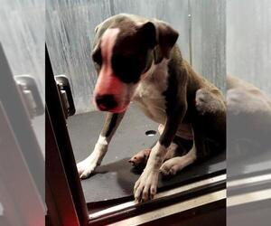 American Staffordshire Terrier-Unknown Mix Dogs for adoption in San Antonio, TX, USA