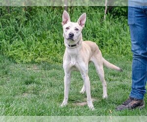 Shepradors Dogs for adoption in Belleville, IL, USA
