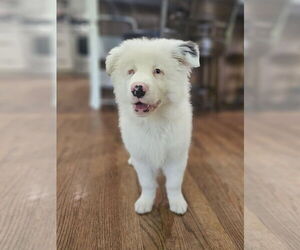 Australian Shepherd-Unknown Mix Dogs for adoption in Raleigh, NC, USA