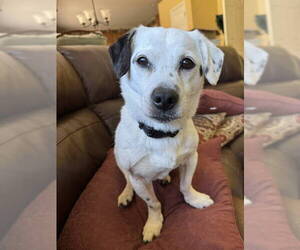 Dachshund-Unknown Mix Dogs for adoption in Rockaway, NJ, USA