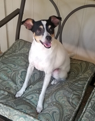 Rat Terrier Dogs for adoption in Dallas, TX, USA