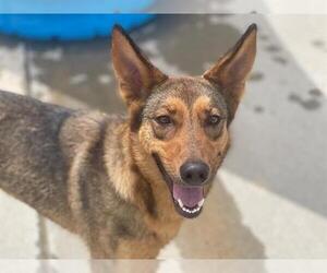 German Shepherd Dog-Unknown Mix Dogs for adoption in Tulsa, OK, USA
