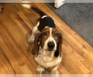 Basset Hound Dogs for adoption in Charleston, SC, USA