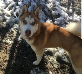 Alaskan Husky Dogs for adoption in Unity, NH, USA