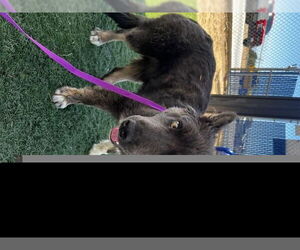 Australian Shepherd-Unknown Mix Dogs for adoption in HESPERIA, CA, USA