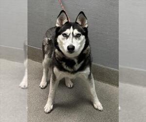 Siberian Husky-Unknown Mix Dogs for adoption in Las Vegas, NV, USA