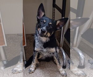 Mutt Dogs for adoption in Great Bend, KS, USA