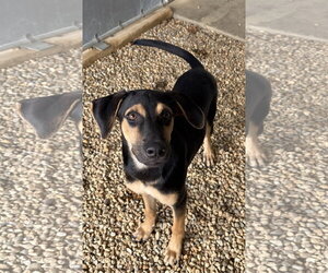 Labrador Retriever-Unknown Mix Dogs for adoption in Sterling, MA, USA