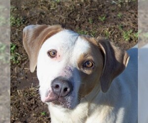 Pointer-Unknown Mix Dogs for adoption in Conway, AR, USA