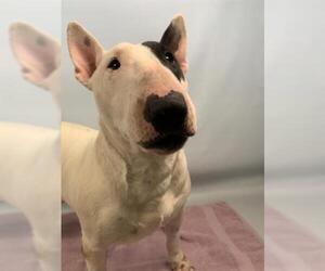 Bull Terrier Dogs for adoption in Fort Collins, CO, USA