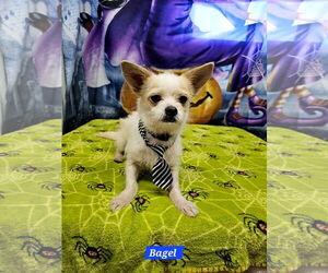 Chihuahua-Unknown Mix Dogs for adoption in Metairie, LA, USA