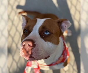 American Pit Bull Terrier Dogs for adoption in Tulsa, OK, USA