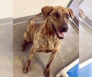 Plott Hound Dogs for adoption in Washington, DC, USA