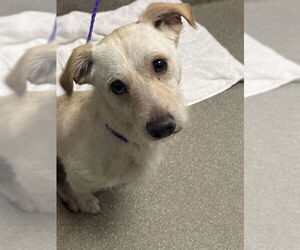 Mutt Dogs for adoption in Las Vegas, NV, USA