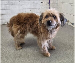 Border Terrier-Unknown Mix Dogs for adoption in San Bernardino, CA, USA