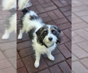 Mutt Dogs for adoption in Sandy, UT, USA