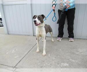 American Pit Bull Terrier-Unknown Mix Dogs for adoption in Louisville, KY, USA