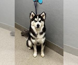 Siberian Husky-Unknown Mix Dogs for adoption in Las Vegas, NV, USA