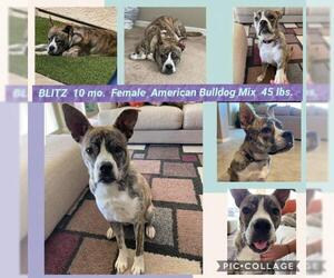 Bullypit Dogs for adoption in Mesa, AZ, USA